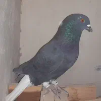 دم سفید و پاکستانی|پرنده|تربت‌حیدریه, بالا ولایت|دیوار