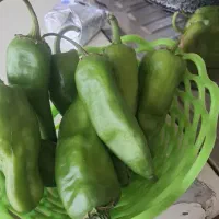 فلفل تندمخصوص ترشی کیلو ۹۰