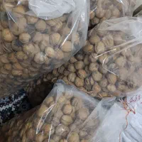 گردو|خوردنی و آشامیدنی|شیراز, شهرک گلستان شمالی|دیوار