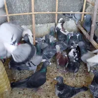 فروش کفتر پلاکی 40 عدد