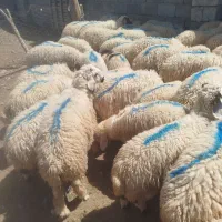 بره|حیوانات مزرعه|جیرفت, |دیوار