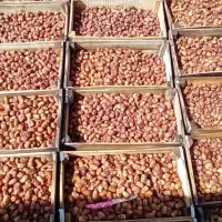 فروش خرمای تازه از باغ|خوردنی و آشامیدنی|تهران, فلسطین (میدان انقلاب)|دیوار