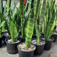 فروش گل طبیعی