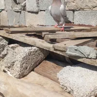 کفتر پلاکی|پرنده|تخت, |دیوار