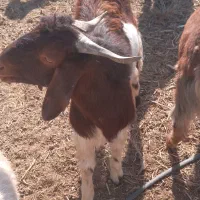 کهر نر|حیوانات مزرعه|زهک, |دیوار