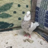 کبوتر طوقی