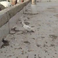 کبوتر گمشده (قلمکار)|حیوانات|چهارباغ, |دیوار