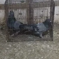 دوعدد کفتر نروماده