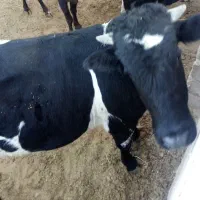 فروش دو راس گوساله نر دورگ محلی در کوار