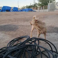 فروشی سرابی اصیل