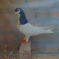 3عدد خال و سرخ و زرد کرمونی|پرنده|مشهد, هفده شهریور|دیوار