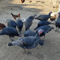 بوقلمون کردی