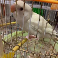 کوتوله بازیگوش حرف میزنه