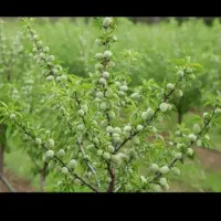 نهال بادام پیوندی پایه بذری فرانسیس