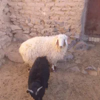 بره نر|حیوانات مزرعه|درمیان, |دیوار