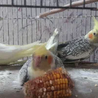 جوجه عروی هلندی
