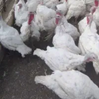 بوقلمون زنده گوشتی