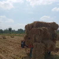 سرچینا کا برنج