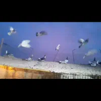 کفتر بوم زد خوردی مال شهرستان