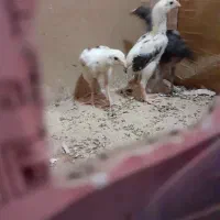 جوجه اوشامواصیلمعاوضه با دانه پارس|حیوانات مزرعه|مزرعه کتول, |دیوار