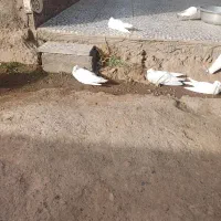 سفید چشمی|پرنده|بم, |دیوار