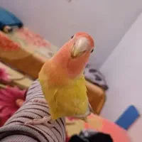 طوطی کوتوله سخنگو و رام