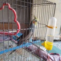 یک عدد عروس پاریس نره برای فروشی