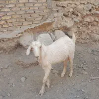 بزشیری عالی برای داشتی گوشتی|حیوانات مزرعه|خضر آباد, |دیوار