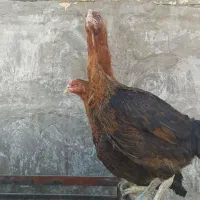 مرغ لاری افغان اصیل|حیوانات مزرعه|مشهد, امیرآباد|دیوار