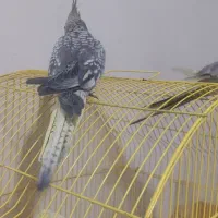 جوجه عروس هلندی دونخور دوماهه|پرنده|اصفهان, شاهد|دیوار