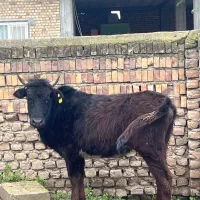 قربانی چاق درجه بک