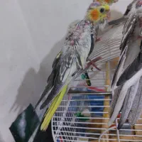 عروس هلندی مولدباجوجه ها و قفس کامل|پرنده|شیراز, شیخ علی چوپان|دیوار