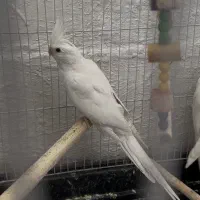 ماده آلبینو