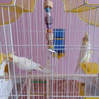 عروس هلندی
