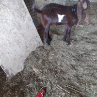 سلام سه نر|حیوانات مزرعه|خرمشهر, |دیوار