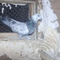 کبوتر اصفهانی بازیکن|پرنده|خمینیشهر, |دیوار