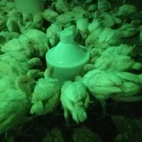 جوجه بوقلمون نژاد بی یو تی|حیوانات مزرعه|تهران, فردوسی|دیوار