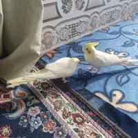 عروس هلندی رام و سخنگو