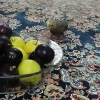 گم شده عروس هلندی مژدگانی دارد گمشده|پرنده|قم, زینبیه|دیوار