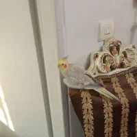 عروس هلندی|پرنده|تهران, وحیدیه|دیوار