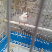 پرنده فنچ سفید با قفس|پرنده|کرج, اخگرآباد|دیوار