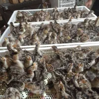 جوجه کشی تخم بوقلمون|خدمات پیشه و مهارت|تاکستان, |دیوار