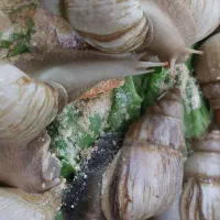 حلزون سوپر مولد و۳۰ کیلو مکمل