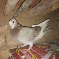 کبوتر زیبا|پرنده|ازنا, |دیوار