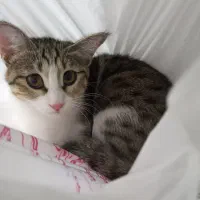 واگذاری گربه