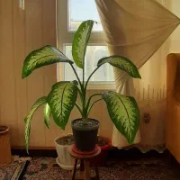 دیفن باخیا با گلدان ....پ