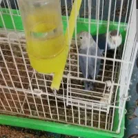 طوطی کوتوله سر تخم گذاری|پرنده|زابل, |دیوار