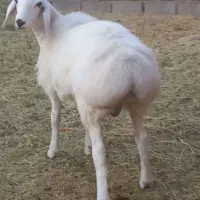 بره قوچی سفید