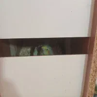 عروس هلندی باتخم