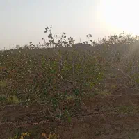 فروش فوری، فو ری باغ پسته هم سیاهت هم درآمد|فروش زمین و ملک کلنگی|رشتخوار, |دیوار